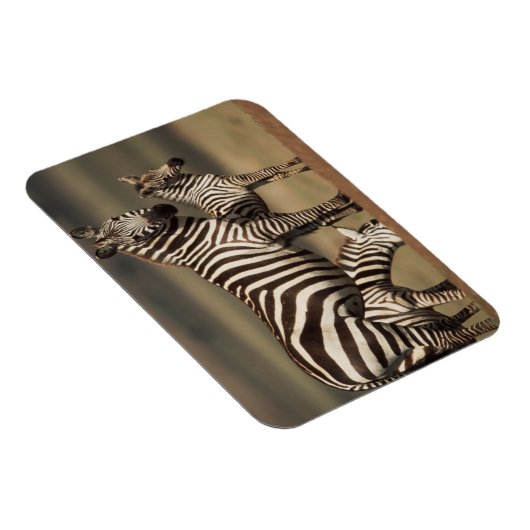 Baby Burchell's Zebra mit Mutter Magnet (Rechte Seite)
