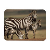Baby Burchell's Zebra mit Mutter Magnet (Horizontal)