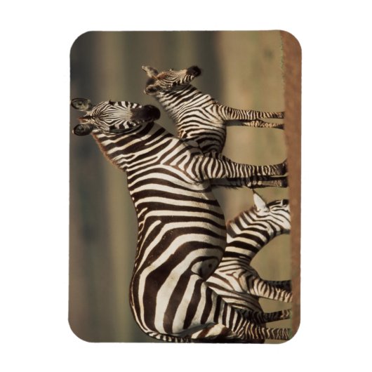 Baby Burchell's Zebra mit Mutter Magnet (Vertikal)