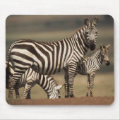 Baby Burchell's Zebra mit Mutter Mousepad (Vorne)