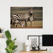 Baby Burchell's Zebra mit Mutter Poster (Heimbüro)