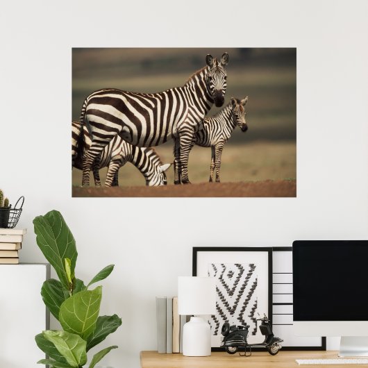 Baby Burchell's Zebra mit Mutter Poster (Heimbüro)