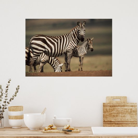 Baby Burchell's Zebra mit Mutter Poster (Küche)