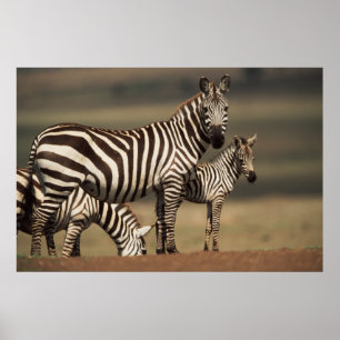 Baby Burchell's Zebra mit Mutter Poster
