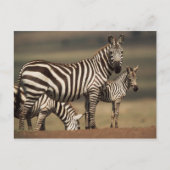 Baby Burchell's Zebra mit Mutter Postkarte (Vorderseite)