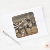 Baby Burchell's Zebra mit Mutter Quadratischer Aufkleber (Umschlag)