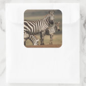 Baby Burchell's Zebra mit Mutter Quadratischer Aufkleber (Tasche)