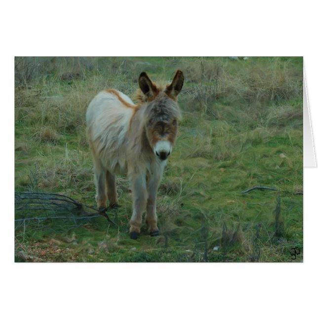 Baby Burro (Vorderseite (Horizontal))