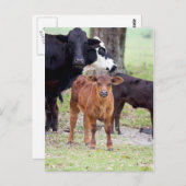 Baby Calf im Frühling Postkarte (Vorne/Hinten)