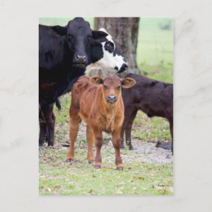 Baby Calf im Frühling Postkarte