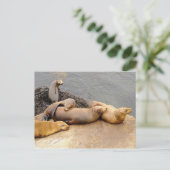 Baby California Sea Lions Postkarte (Stehend Vorderseite)