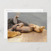 Baby California Sea Lions Postkarte (Vorne/Hinten)