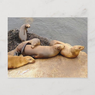 Baby California Sea Lions Postkarte