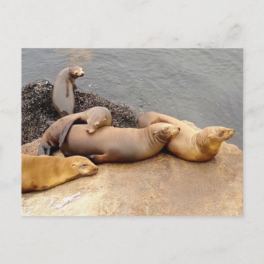 Baby California Sea Lions Postkarte (Vorderseite)