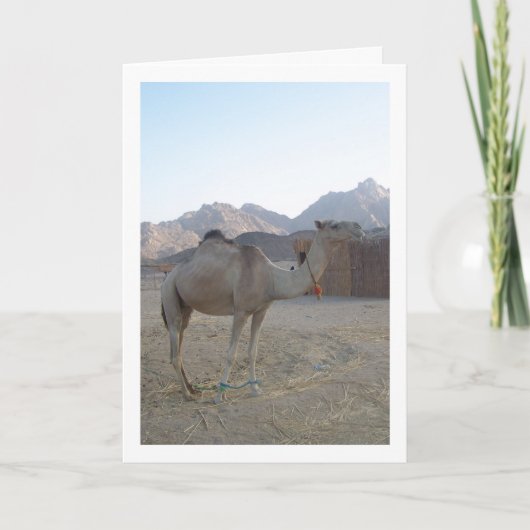 Baby Camel in der Wüste Karte (Vorderseite)
