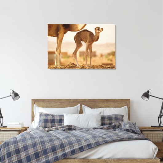 Baby Camel Leinwanddruck (Insitu (Schlafzimmer))