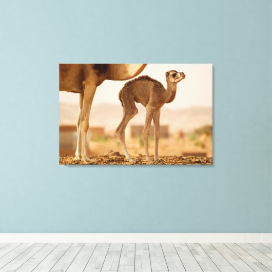 Baby Camel Leinwanddruck (Insitu (Holzboden))