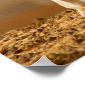 Baby Camel Poster (Ecke)