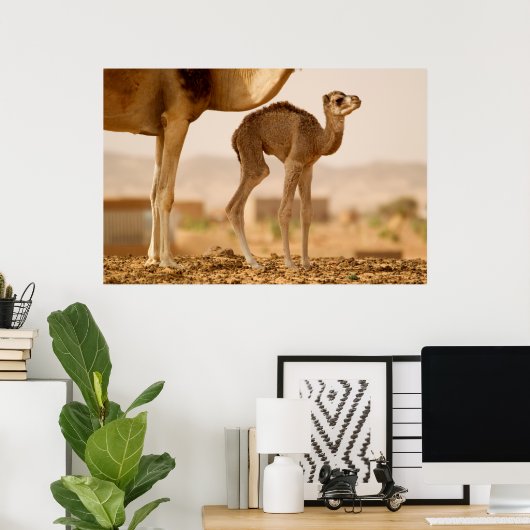 Baby Camel Poster (Heimbüro)
