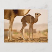 Baby Camel Postkarte (Vorderseite)