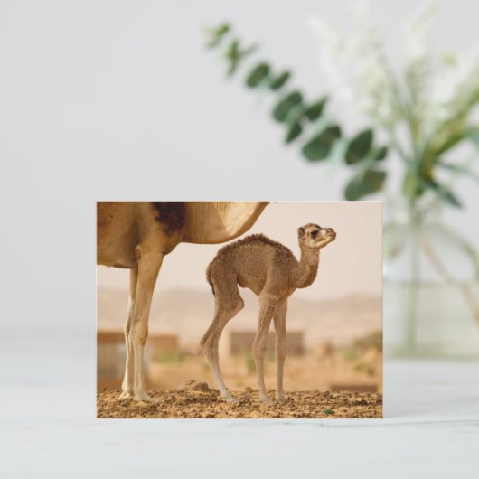Baby Camel Postkarte (Stehend Vorderseite)