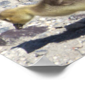 Baby Canada Geese Poster (Ecke)