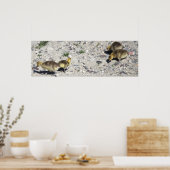 Baby Canada Geese Poster (Küche)
