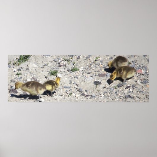 Baby Canada Geese Poster (Vorne)