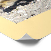 Baby Canada Geese Poster (Ecke)
