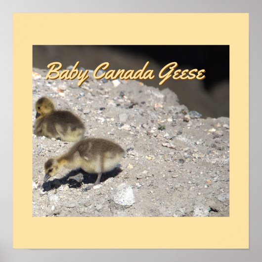 Baby Canada Geese Poster (Vorne)