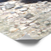 Baby Canada Geese Poster (Ecke)