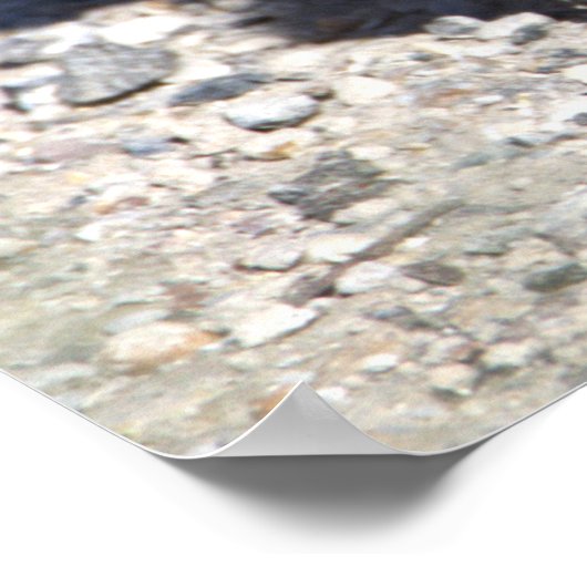 Baby Canada Geese Poster (Ecke)