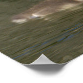 Baby Canada Goose Foto Poster (Ecke)