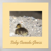 Baby Canada Goose Poster (Vorne)