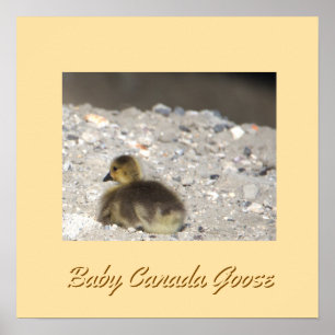 Baby Canada Goose Poster