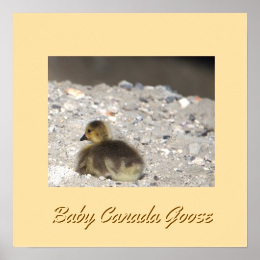 Baby Canada Goose Poster (Vorne)