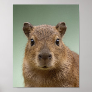 Baby Capybara-Porträt – Süßes Tier-Wandbild für da Poster
