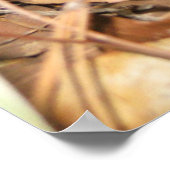 Baby Carolina Wrens Poster (Ecke)