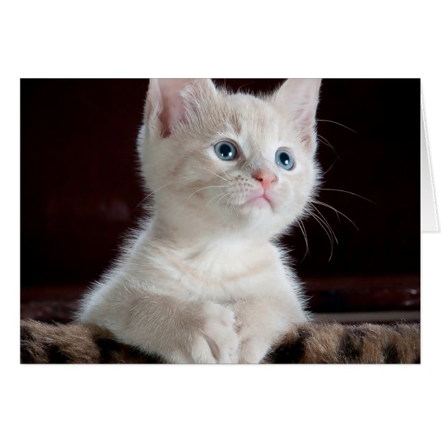 Baby Cat (Vorderseite (Horizontal))