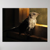 Baby Catbird Poster (Vorne)