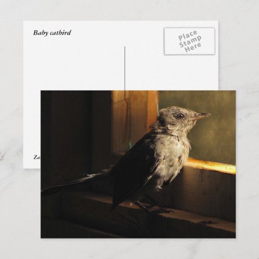 Baby Catbird Postkarte (Vorne/Hinten)