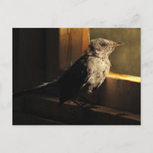 Baby Catbird Postkarte