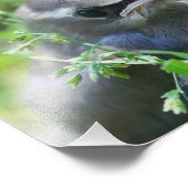 Baby Cedar Waxwing Bird 8x10 Nature Fotodruck (Ecke)