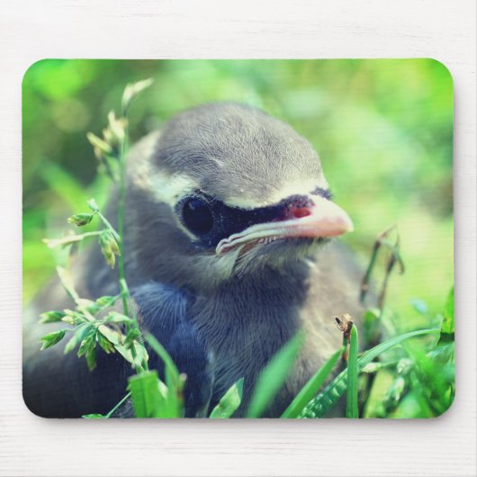 Baby Cedar Waxwing Bird Nature Mousepad (Vorne)
