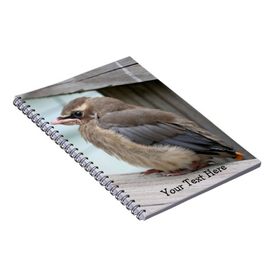 Baby Cedar Waxwing Bird Nature Notebook Notizblock (Rechte Seite)