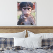 Baby Chacma Baboon Leinwanddruck (Insitu (Schlafzimmer))