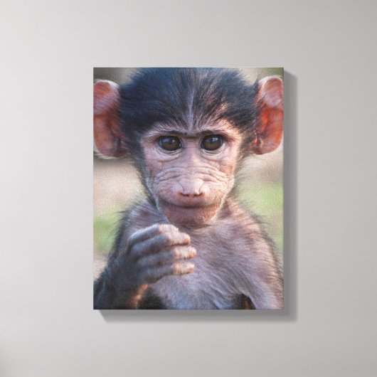 Baby Chacma Baboon Leinwanddruck (Vorderseite)
