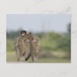 Baby Chacma Baboon (Papio ursinus) Reiten Postkarte