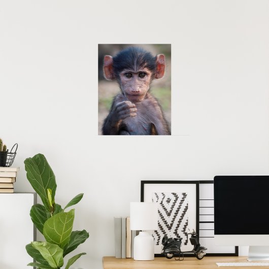 Baby Chacma Baboon Poster (Heimbüro)