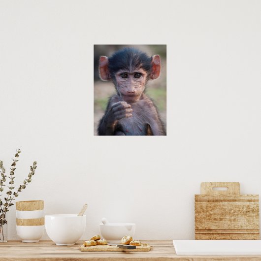 Baby Chacma Baboon Poster (Küche)